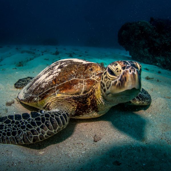 Great Barrier Reef, Queensland