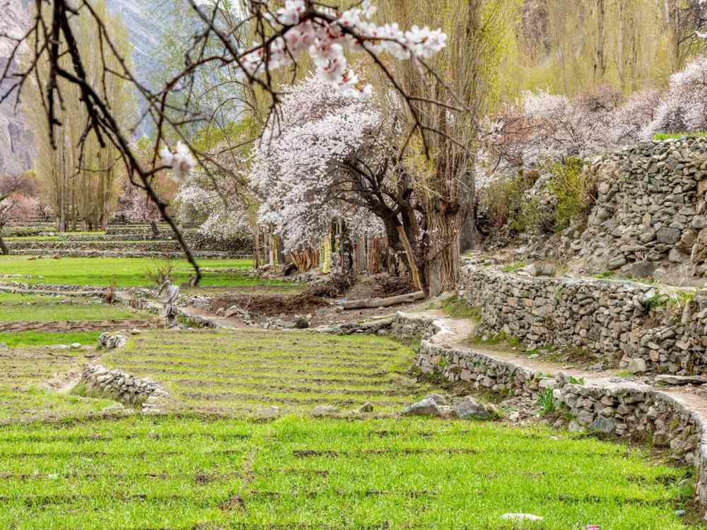 Apricot Orchards & Scenic Beauty