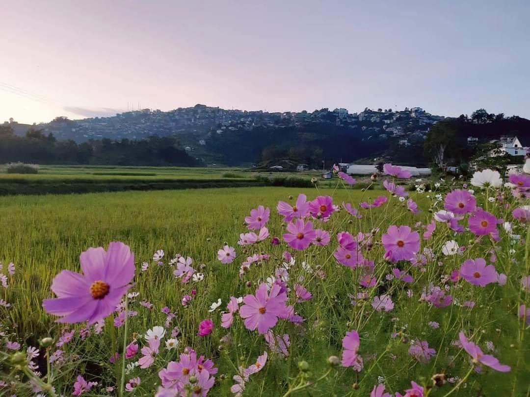 The Valley of Paddy Fields
