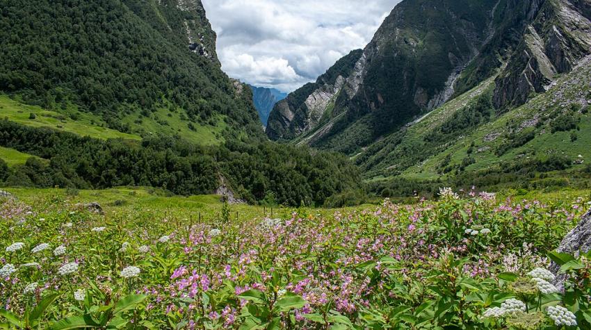 What’s Driving the Loss of Forest Cover?