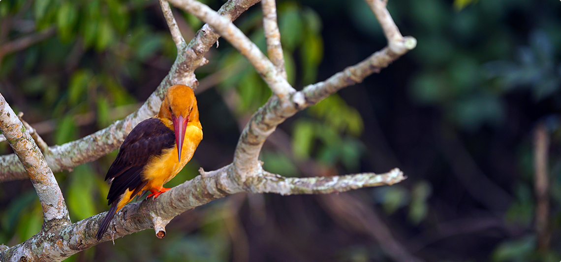 Experiences That Define Kandhamal