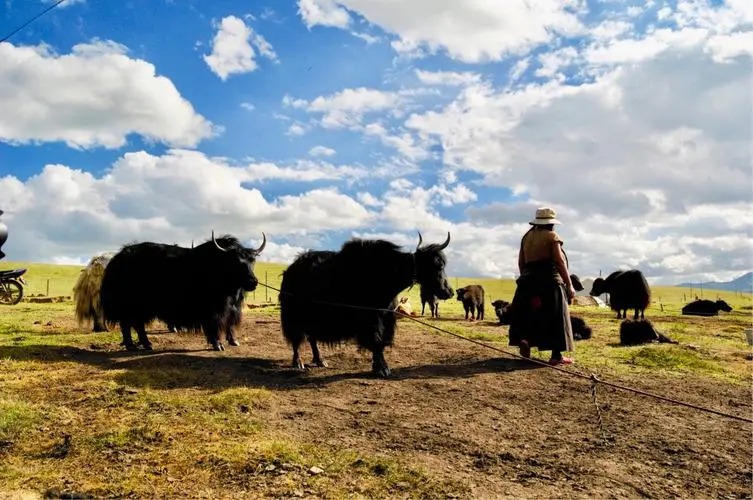 Grasslands & Nomadic Life