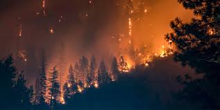 Why Forests Matter to Travelers and Locals Alike