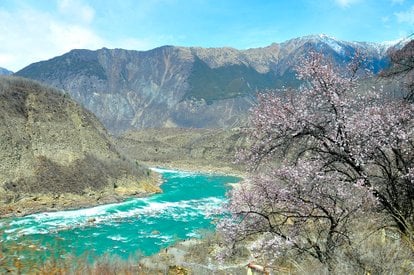 Spring in Nyingchi: When Tibet Blooms